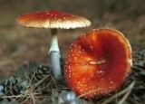 误食毒蘑菇竟有这种后果 哪些蘑菇不能吃