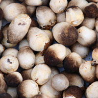 草菇的营养价值 适当食用草菇能调经止痛
