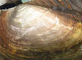 河蚌的营养价值 河蚌的蚌肉中富含钙