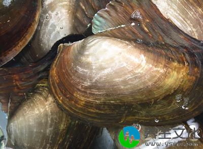 河蚌中含有丰富的钙，能刺激骨基质和骨细胞生长