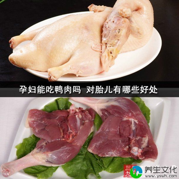 孕妇能吃鸭肉吗