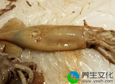 鱿鱼的脂肪里含有大量的高度不饱和脂肪酸如EPA、DHA