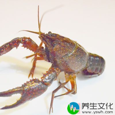 龙虾属于水产富含高蛋白