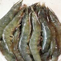 基围虾的功效与作用 常吃基围虾能补肾