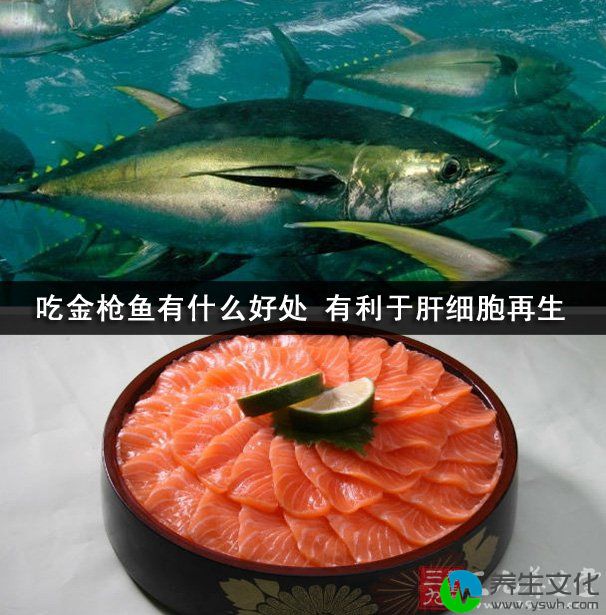 吃金枪鱼有什么好处 有利于肝细胞再生