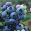 蓝莓怎么洗 有哪些营养价值