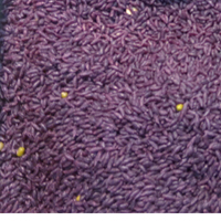 紫米的功效与作用 常吃紫米有抗癌的功效