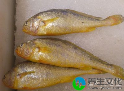 小黄鱼含有的蛋白质、维生素和微量元素比较丰富