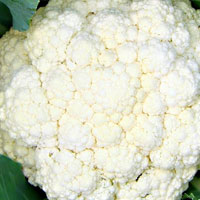 白花菜的功效与作用 白花菜富含氨基酸和钙