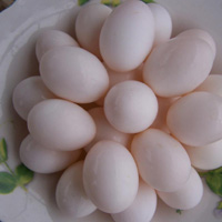 鸽子蛋的营养价值