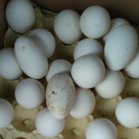 鹅蛋的营养价值 鹅蛋中富含人体微量元素