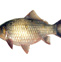鲫鱼 鲫鱼含有大量的蛋白质