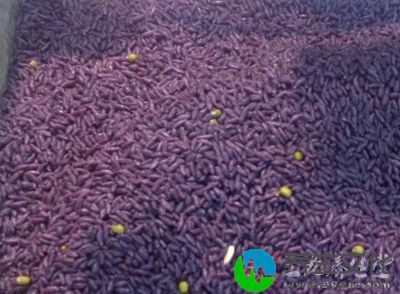 紫鹊界紫米中淀粉含量高