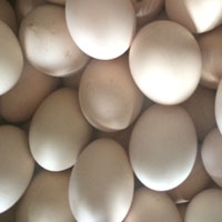 鸽子蛋的营养价值 多吃鸽子蛋竟能补血美容