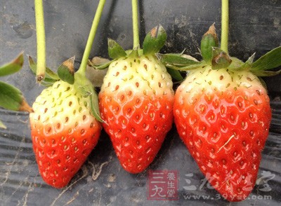 草莓功效 上班族的提神零食草莓