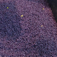紫米的营养价值 紫米的微量元素特别多