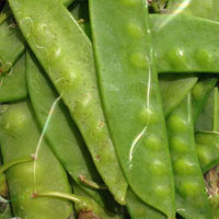 荷兰豆的功效与作用 荷兰豆有益脾的作用