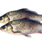 常吃鲫鱼能够减肥 鲫鱼中的脂肪含量低