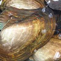 河蚌的营养价值 吃河蚌能防眼疾还能止咳