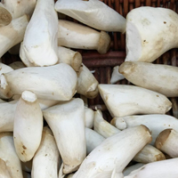鸡腿菇的营养价值 鸡腿菇含有丰富的营养素