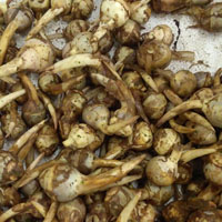 慈菇的营养价值 慈菇有很多的药用价值