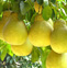 柚子的功效与作用 柚子皮的五大功效