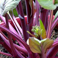 红菜苔的营养价值 常吃红菜苔能活血化瘀