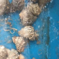海螺的功效与作用 吃海螺能治甲状腺癌