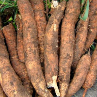 木薯的营养价值 木薯可以提供淀粉
