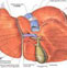肝腺瘤
