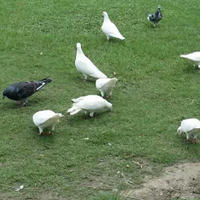 鸽子的营养价值 鸽子能补肾益气和解毒