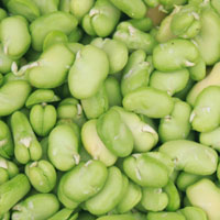 蚕豆的功效 多吃蚕豆能防治帕金森综合症