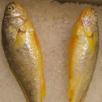 小黄鱼的营养价值 小黄鱼含蛋白质胆固醇