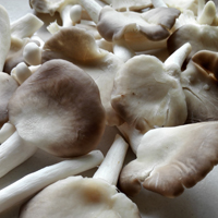 平菇的功效与作用 常吃平菇能延年益寿