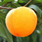吃黄桃的好处 常吃黄桃能够提高免疫力