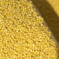 黄小米的营养价值 黄小米能补充维生素