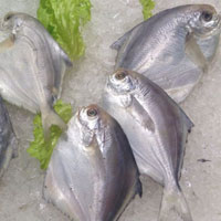 鲳鱼的营养价值 吃鲳鱼能降胆固醇还能防癌