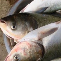 吃鲢鱼的好处 吃鲢鱼能保护心血管