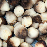 草菇的营养价值 草菇含有丰富的维生素