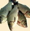 鲫鱼的食疗作用 常吃鲫鱼能够治疗慢性肾炎