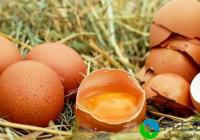研究：鸡蛋不会增加患心血管疾病风险