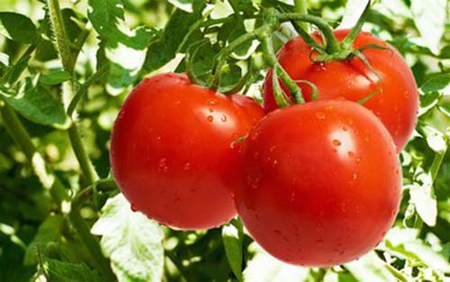 西红柿的功效与禁忌 多吃它可让身材变苗条