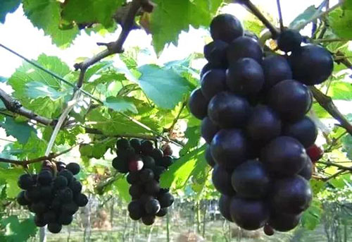 葡萄的营养价值 多吃这种水果低血糖不再怕