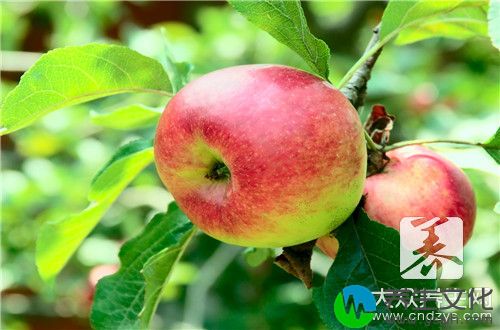 苹果酵素的作用有哪些