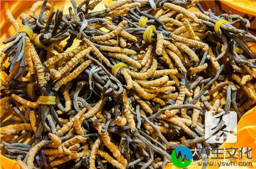 虫草粉的作用是什么？