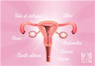 子宫内膜和孕囊图样