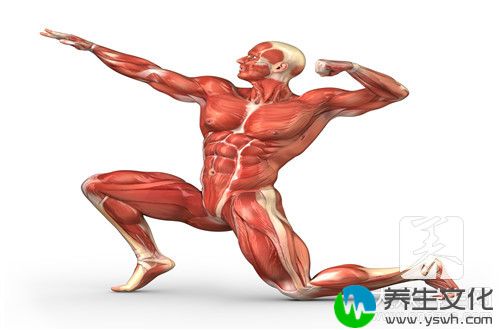 男人pc肌锻炼教程图