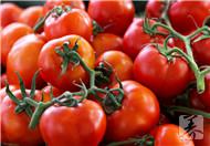 西红柿与哪些食物相克