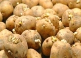 吃发芽的土豆会中毒  这10种食物含有毒素