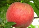 多吃水蜜桃保护牙齿  水蜜桃的营养价值